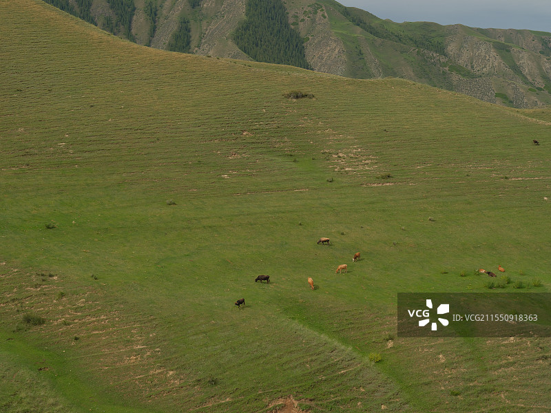 新疆 大小海子 精河 秘境 湖边的汽车图片素材