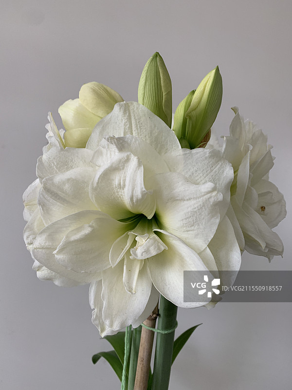 白色背景下的白色朱顶红花卉特写镜头图片素材