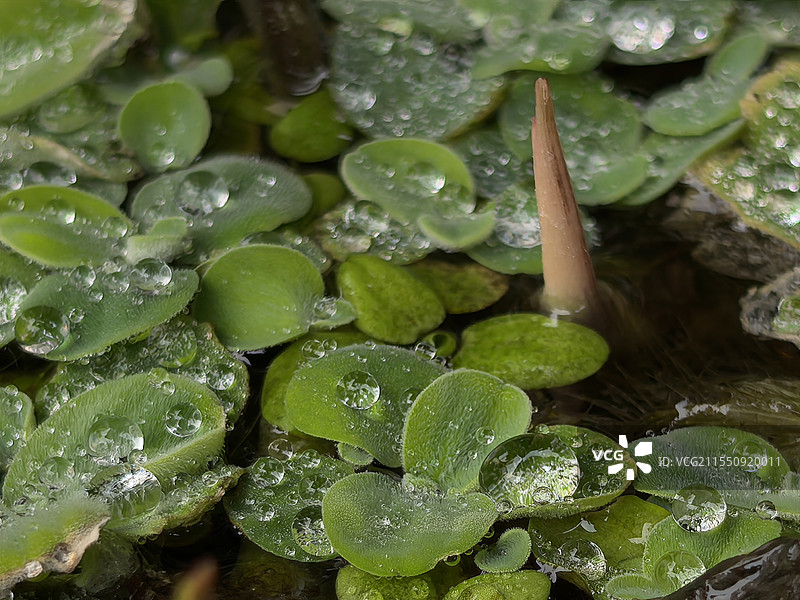 大薸露珠图片素材