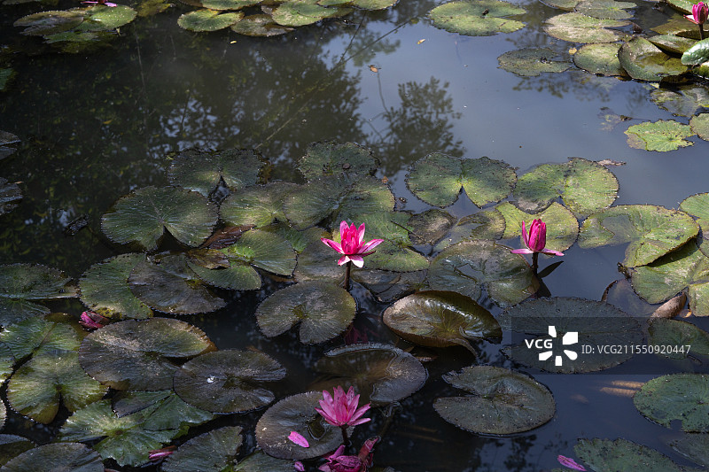 西双版纳野象谷公园中的睡莲图片素材