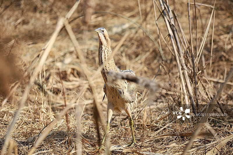 大麻鳽图片素材