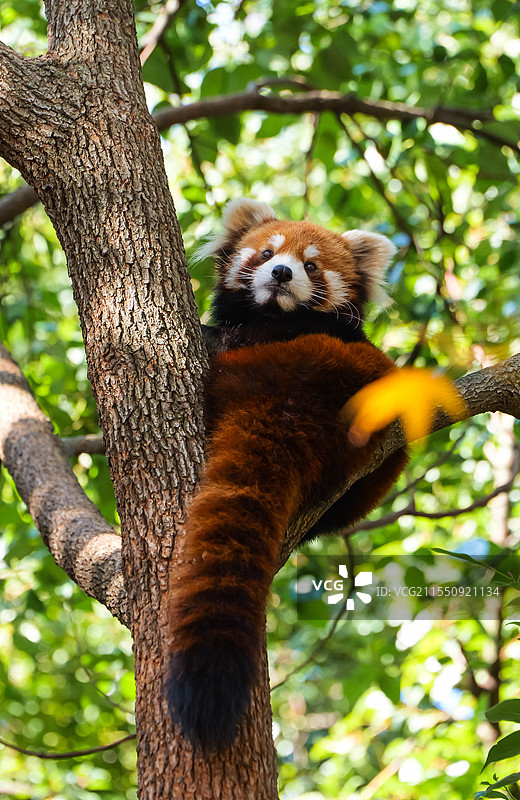 常州坐在树杈处的小熊猫图片素材