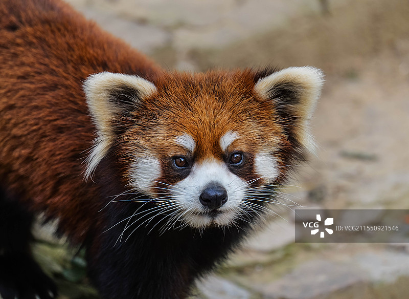 河南洛阳王城动物园小熊猫正面特写图片素材