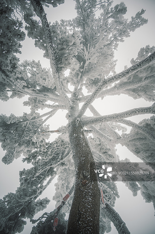 老君山雾凇图片素材