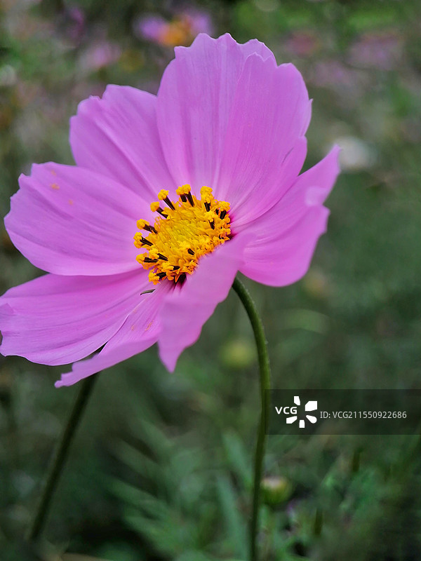 大波斯菊1图片素材