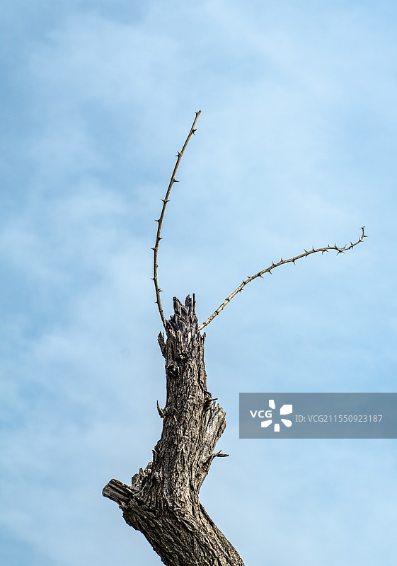 蓝天下一棵干枯的树木特写图片素材