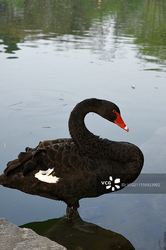 北大未名湖畔黑天鹅图片素材