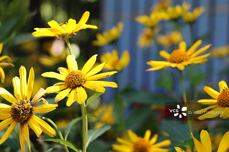 北京师范大学校园里的小雏菊图片素材