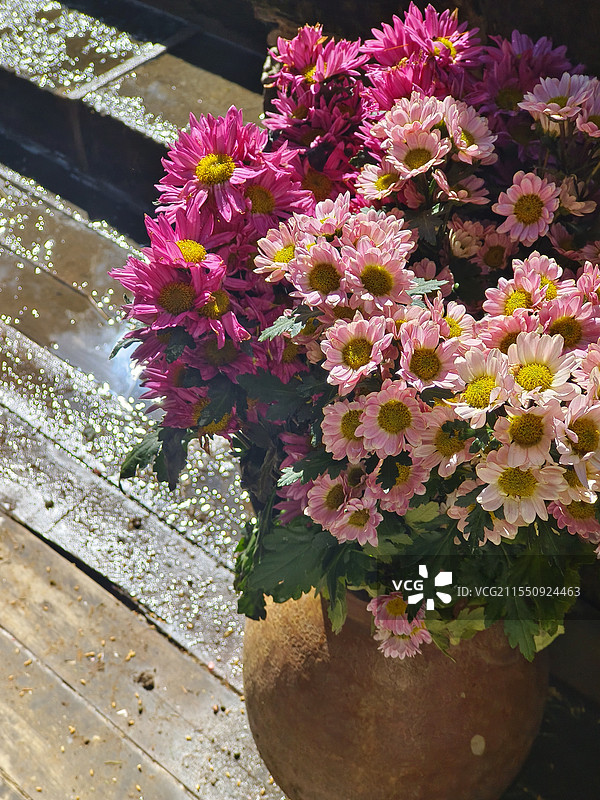 彩色雏菊图片素材