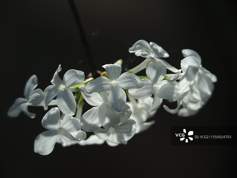 春天白色花朵绽放光影特写图片素材