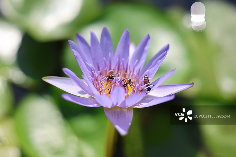 采蜜小蜂图片素材