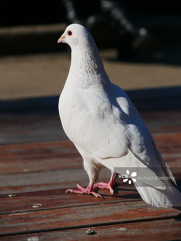 鸽鸽特写图片素材