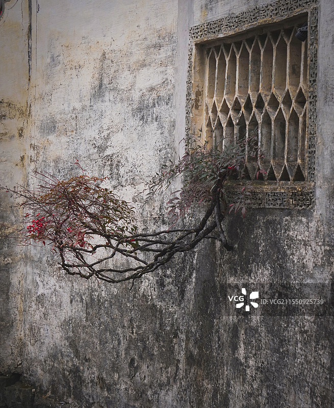 春色满园关不住，一支红果出墙来图片素材