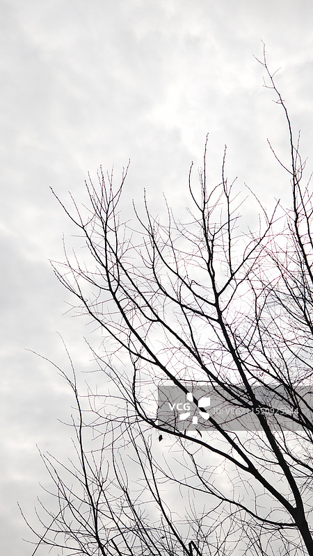 枯树枝图片素材