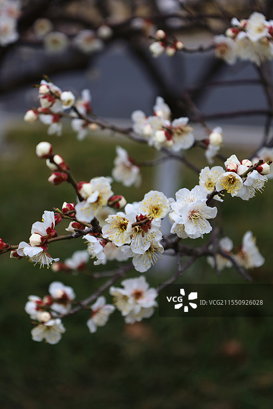南京大学梅花图片素材