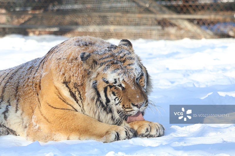 横道河子东北虎图片素材