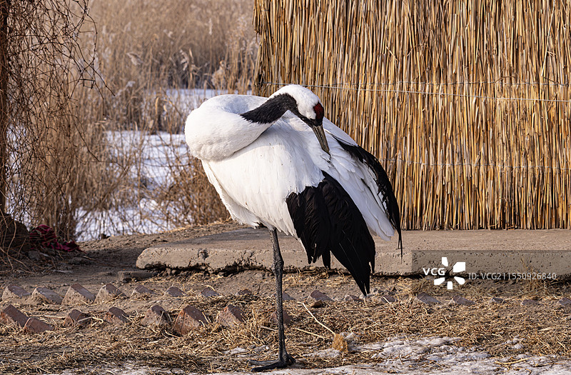 丹顶鹤图片素材