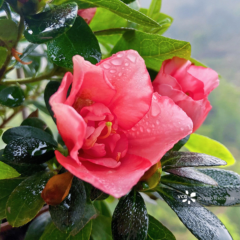 雨后的杜鹃花图片素材
