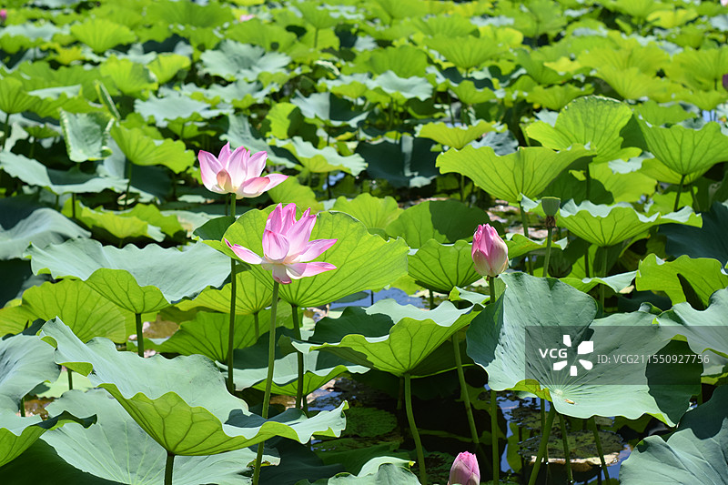池塘里盛开的荷花图片素材