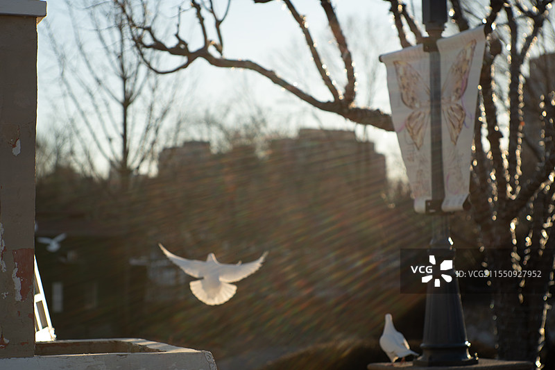 蓝色港湾鸽子起飞图片素材