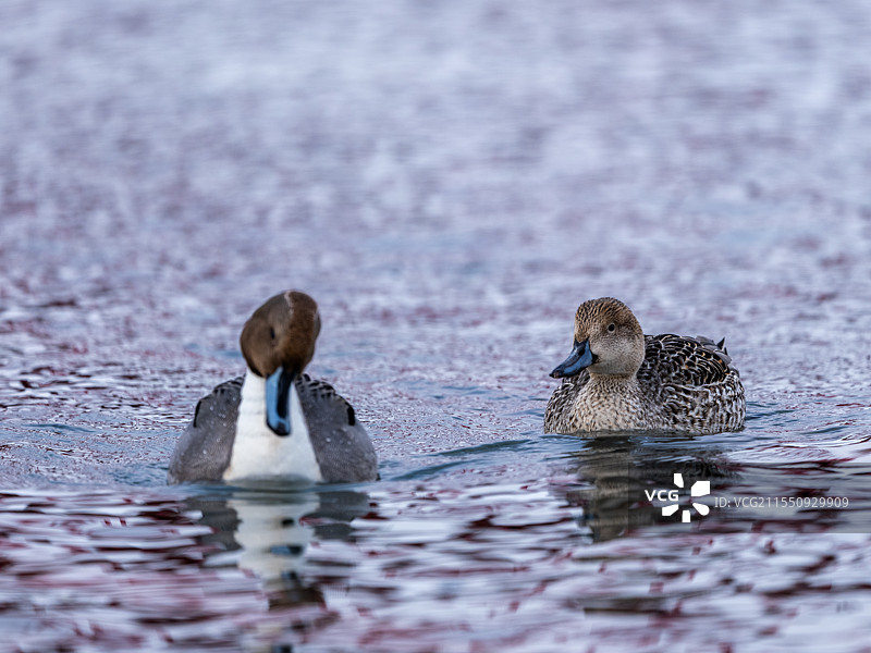 2025年日本北海道的野生动物，包括虎头海雕、鹿、狍、天鹅、狐狸、仙鹤、海鸥等图片素材