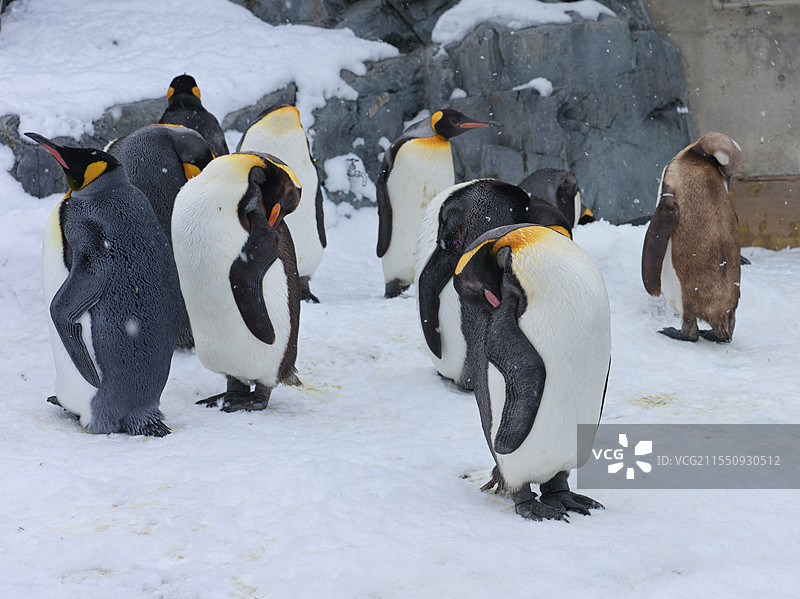 在雪中站着入睡的帝企鹅图片素材