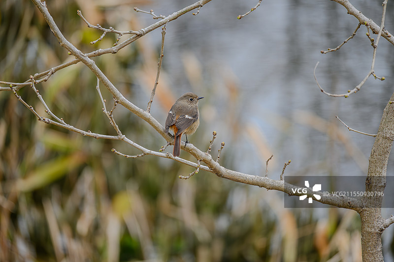 金海湿地公园生态观鸟图片素材