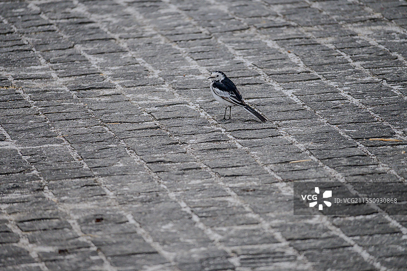 金海湿地公园生态观鸟图片素材