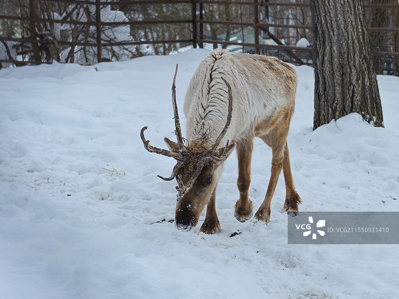 雪中漫步的麋鹿图片素材