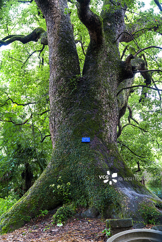 安徽省一级古树—600年樟树图片素材