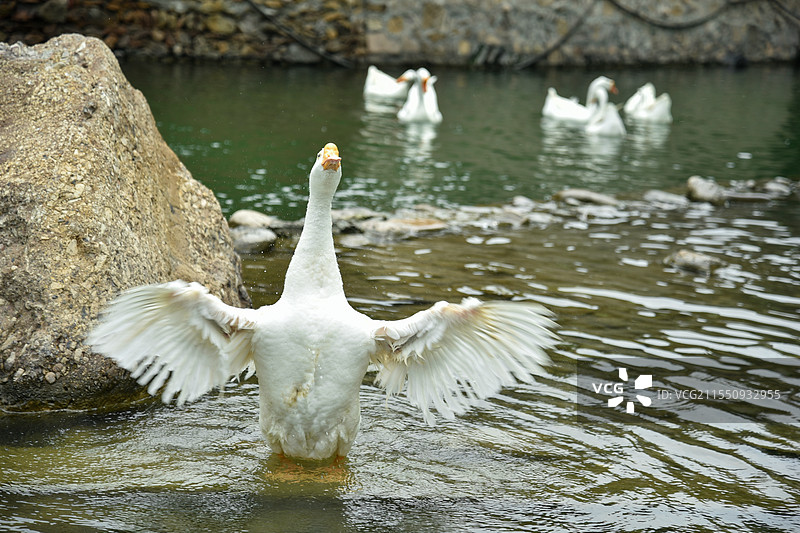 在水中展开翅膀的鸭子图片素材