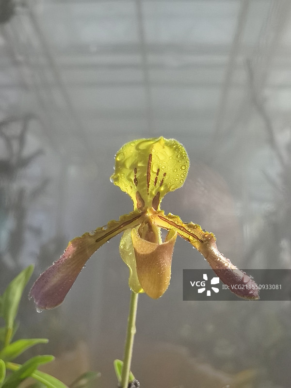 国家植物园温室中的兜兰花图片素材