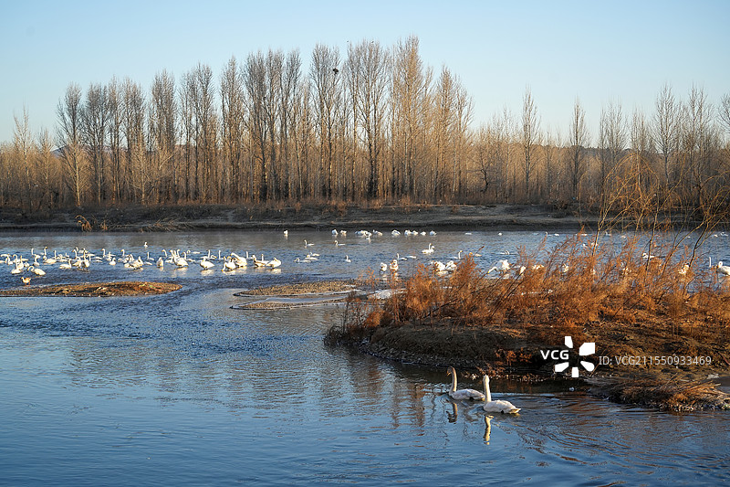 辽宁朝阳红村天鹅湾图片素材