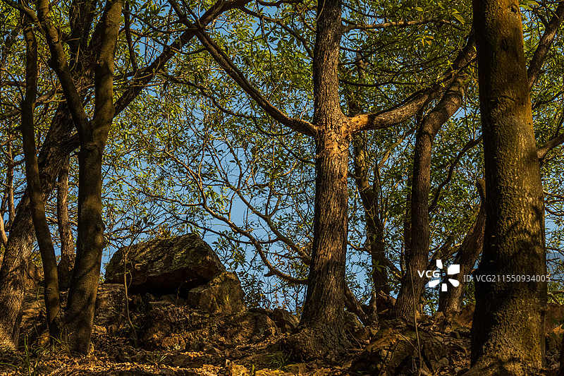 深圳罗田森林公园：午后阳光下的岩石与树木，和谐舒适的自然画卷图片素材