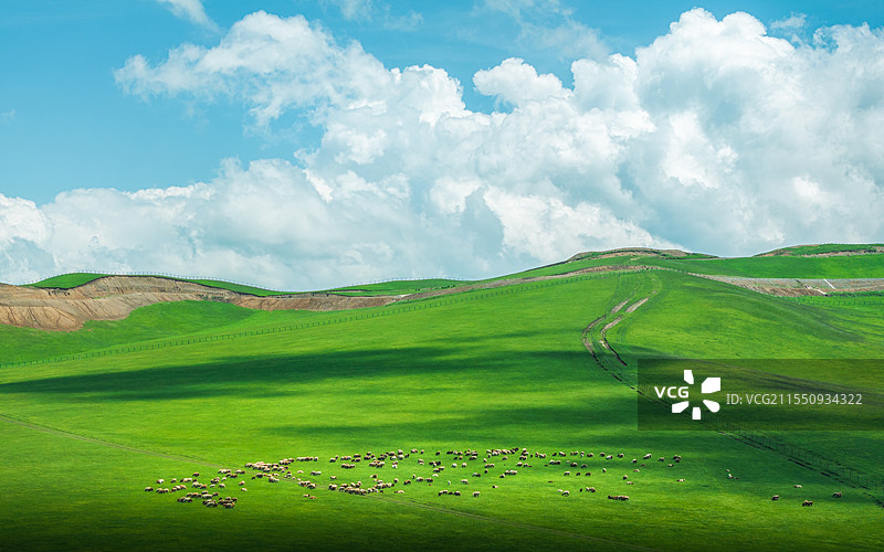 唯美草原羊群光影图（伊犁）图片素材