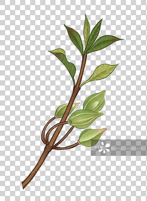 中国传统文化中医养生中草药药材医疗用品之连翘图片素材