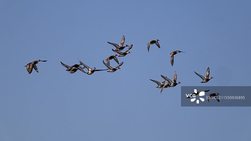 一群赤膀鸭图片素材