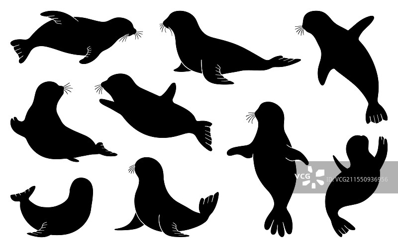 黑色海豹剪影的集合图片素材