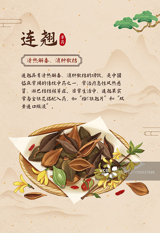 中国传统文化中医养生中草药药材医疗用品海报模板之连翘图片素材