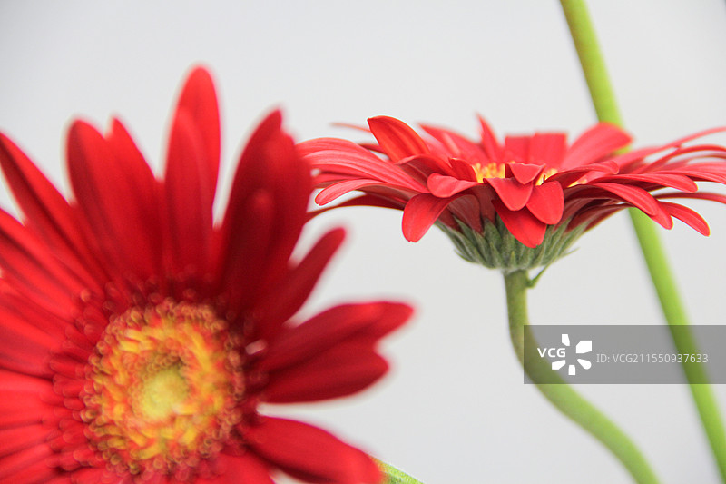 白色背景红色非洲菊绿色茎图片素材