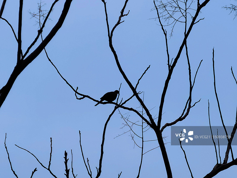 《等待春天的鸽子》图片素材