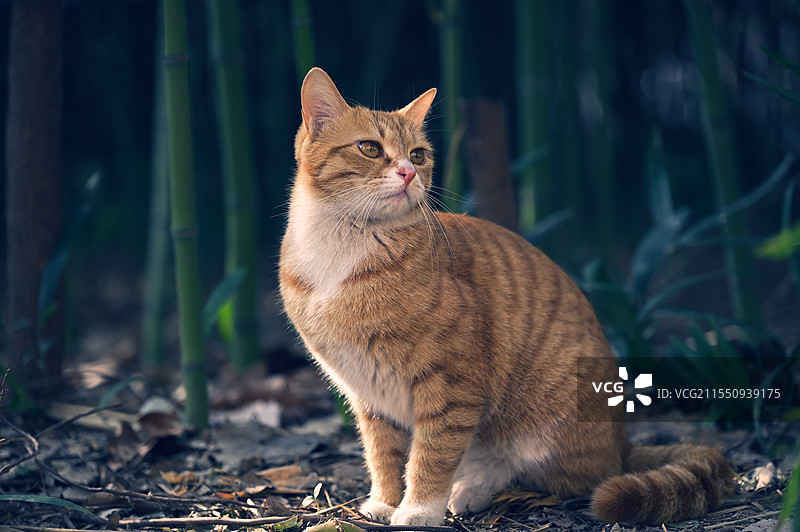 大兴善寺的猫咪图片素材