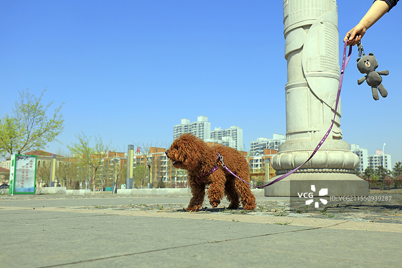 泰迪宠物犬图片素材