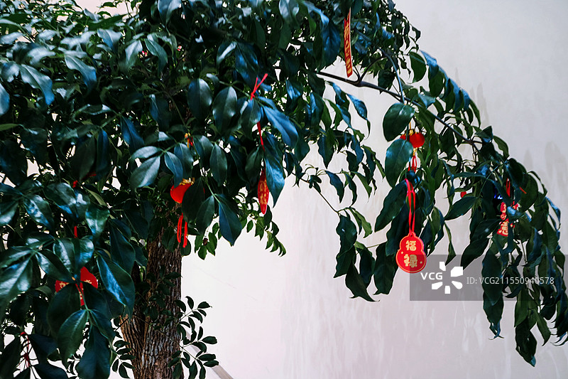 发财树图片素材