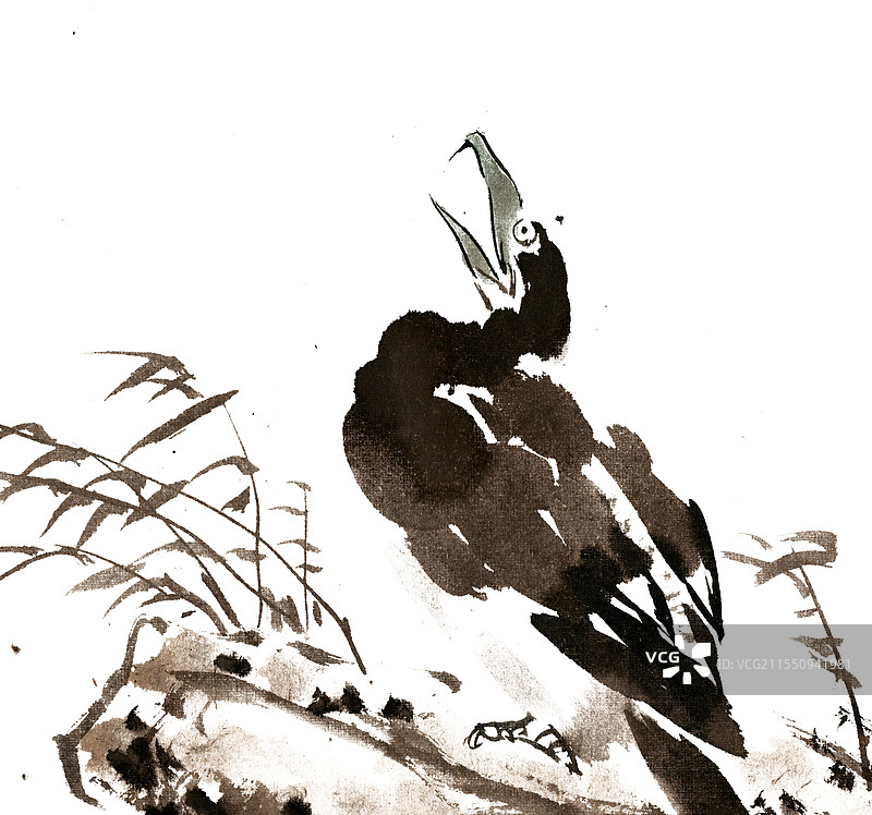 岩石上的鱼鹰图片素材