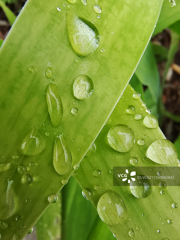 绿叶上的水珠图片素材