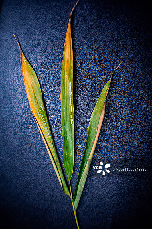 四川绵阳竹、竹子、竹叶、雨中竹叶、雨图片素材