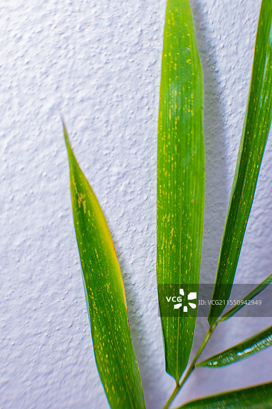 四川绵阳竹、竹子、竹叶、雨中竹叶、雨图片素材