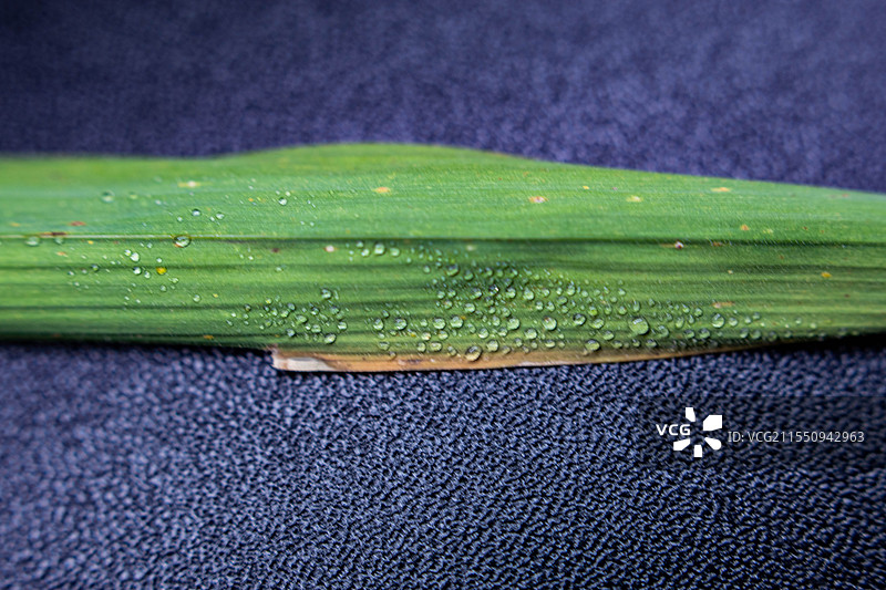 四川绵阳竹、竹子、竹叶、雨中竹叶、雨图片素材
