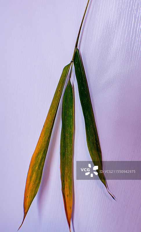 四川绵阳竹、竹子、竹叶、雨中竹叶、雨图片素材